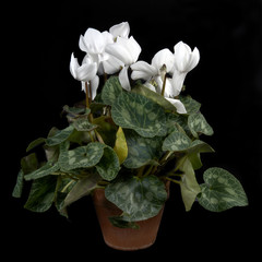 ciclamino