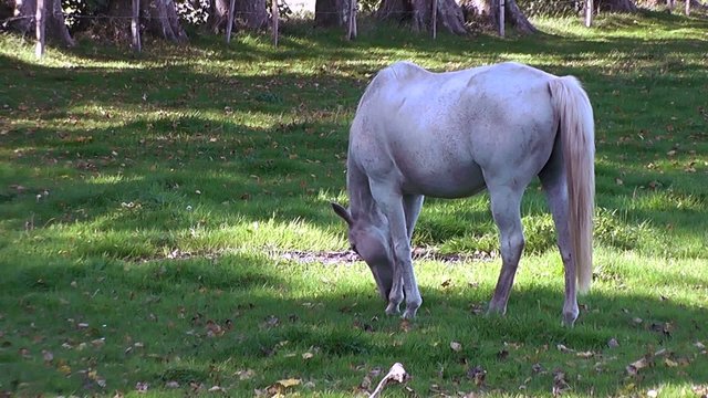 Cheval blanc