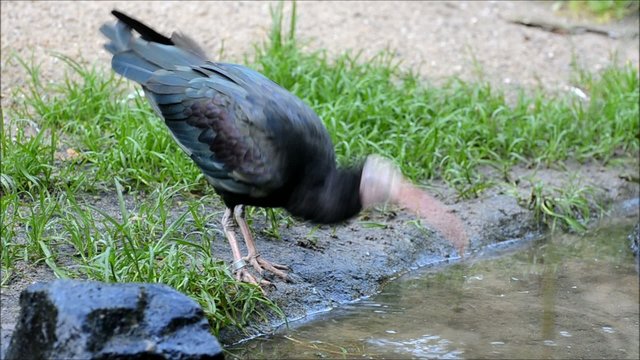 Afrikanischer Vogel