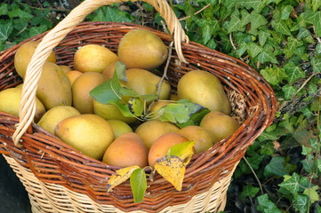 panier de poires