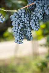 grapes hanging in the vineyard