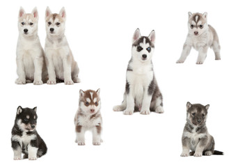 Obraz premium les chiots husky dans tous leurs états