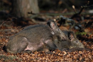 Wildschweine zusammen