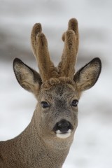 Rehbock im Winter