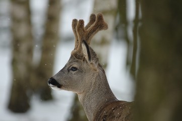 Rehbock im Winter