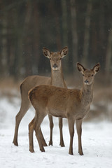 Rotwild im Winter
