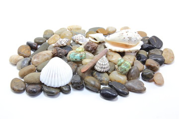 玉石の上の貝殻