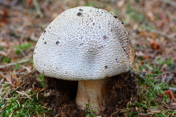 alter Pilz mit sehr großem Schirm