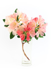 Pink Rhododendrons in a  glass vase