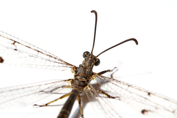Libellula