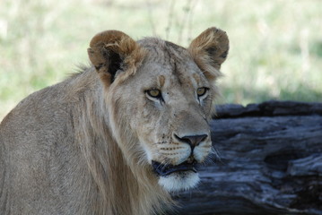 Lion Queen