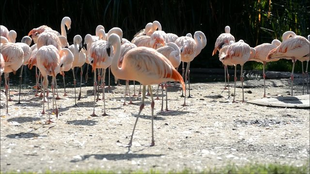 Flamingos