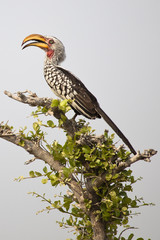 Südlicher Gelbschnabeltoko