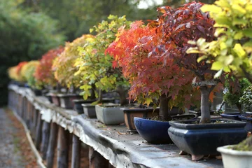 Deurstickers Bonsai Bonsai groeien in de herfst
