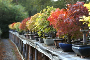Rolgordijnen Bonsai Bonsaiboom in de herfst