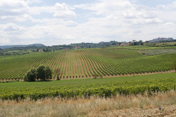 Landscape with vineyards at summer near Montepulciano