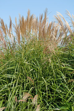 Silberfahnengras - Miscanthus sacchariflorus