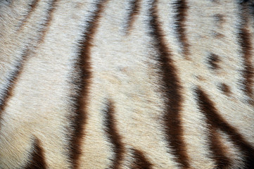 Fototapeta premium white bengal tiger