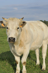 white cow muzzle, ardennes