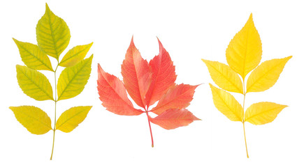 a variety of autumn leaves