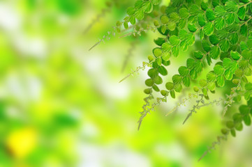 Fototapeta na wymiar Green leaves for background