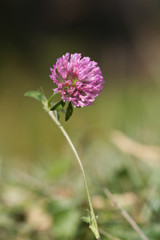 fleur sauvage du maquis corse