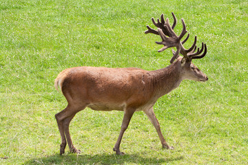 Red Deer with Antlers