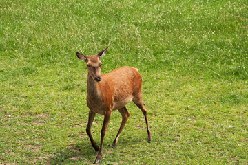 Red deer hind pacing with elegance