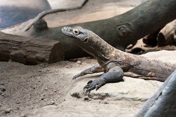 Komodo Dragon Reptile