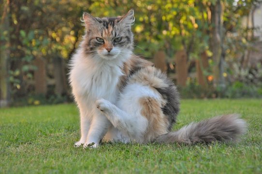 le chat