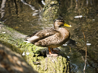 Stockente-Baum