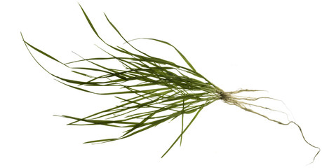 isolated grass plant