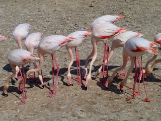 camargue