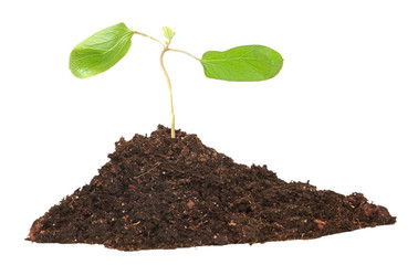 Sapling of castor oil plant with first leaves