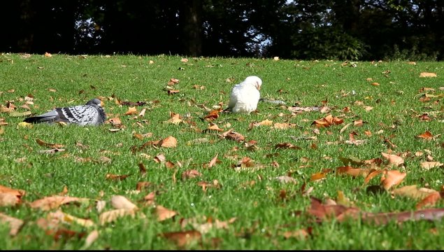 pigeons
