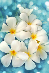 Fototapeta na wymiar magnolia kwitnąca