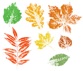 Colored imprint of autumn leaves isolated