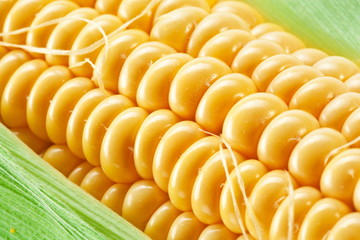 Close up shot of corn.