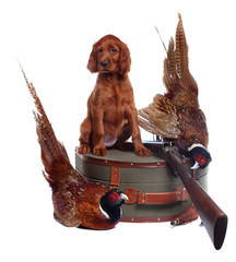 setter puppy and two pheasants