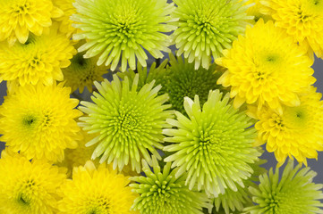 Chrysanthemum Bouquet