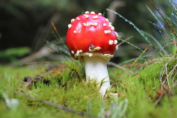 Fliegenpilz im Nationalpark Kellerwald
