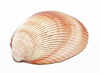 half shells