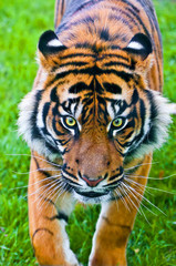 Obraz premium Sumatran Tiger hunting