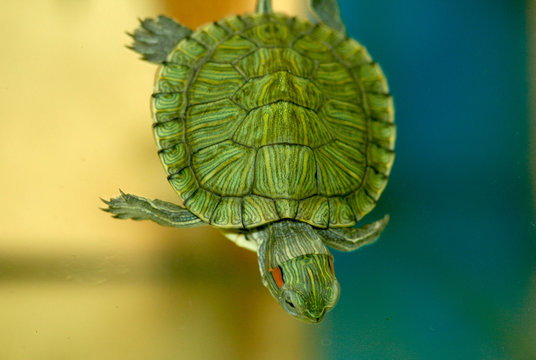 swimming turtle