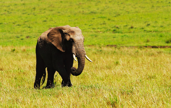 Fototapeta Big wild african elephant