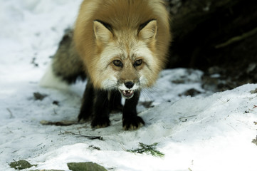 red fox