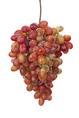 pink wine grape, isolated on white background