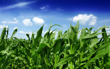 Corn field