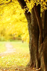 Abwaschbare Fototapete Gelb Herbstpark