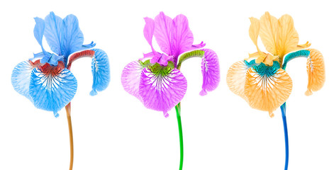 Creative Multicolored Iris Flowers on White Background